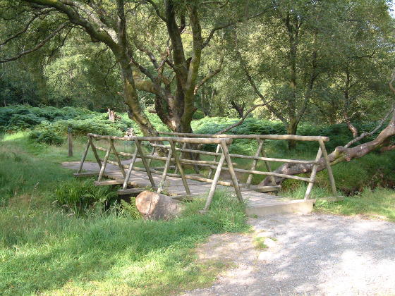 A wooden bridge in a wood